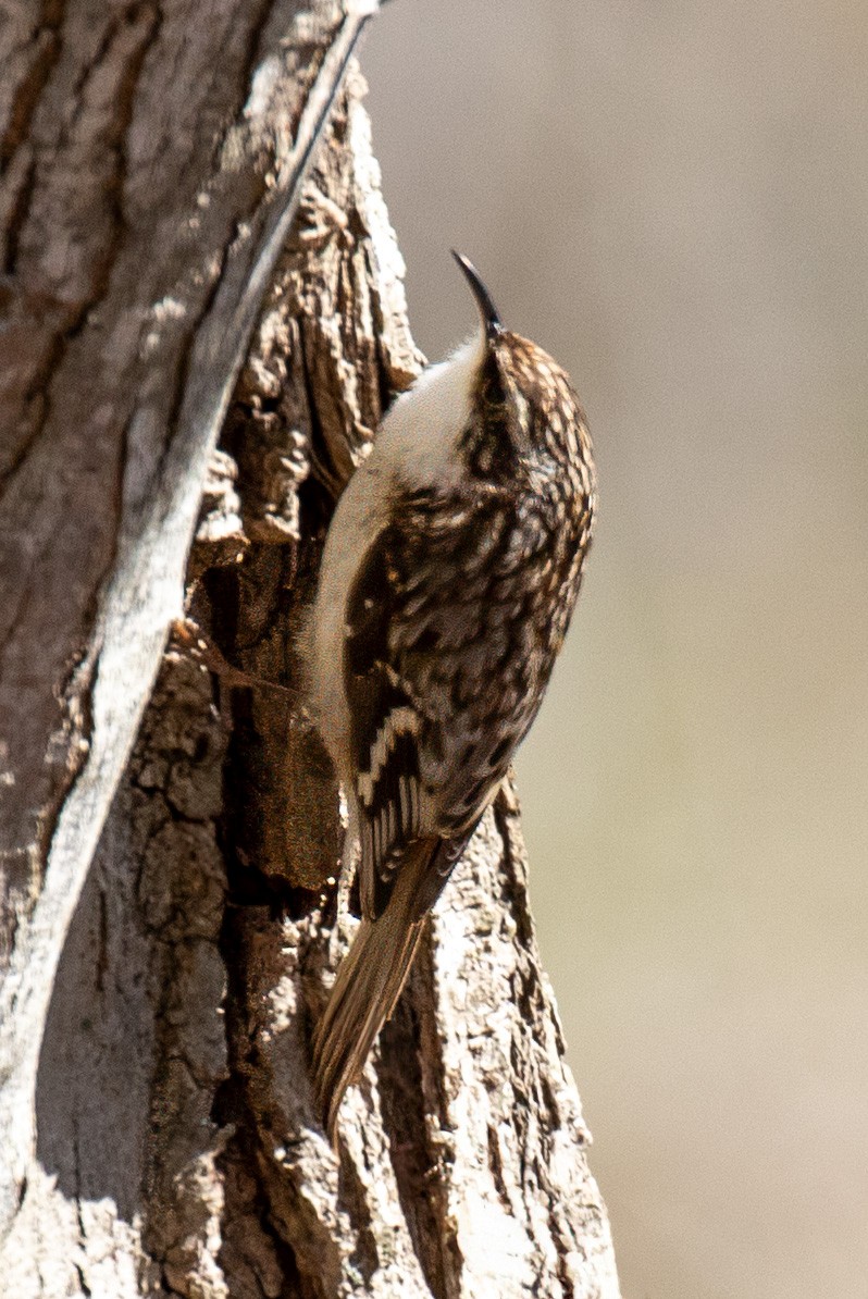 Brown Creeper - ML632664309