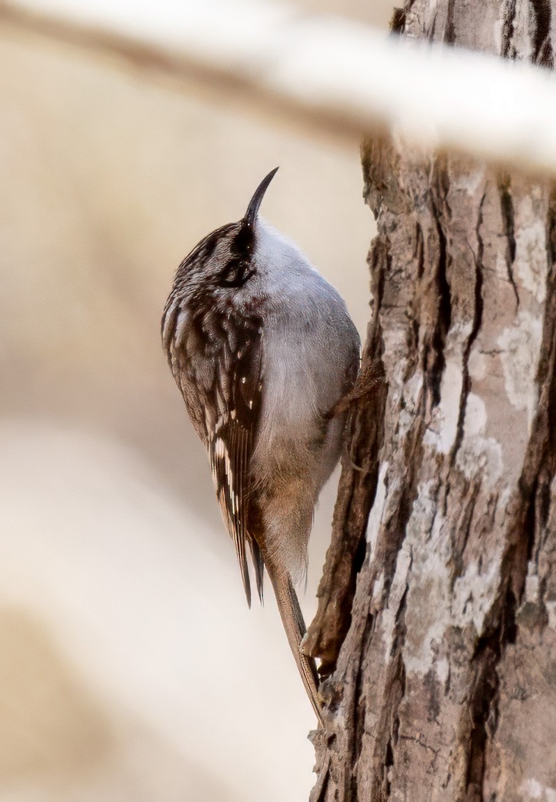 Brown Creeper - ML632664320