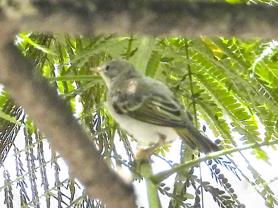 gulparula - ML632664398