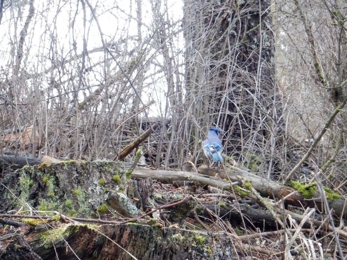 Blue Jay - ML632664404