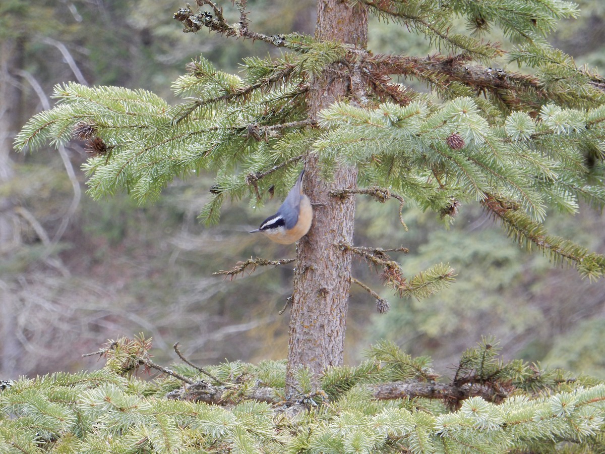 Red-breasted Nuthatch - ML632664444