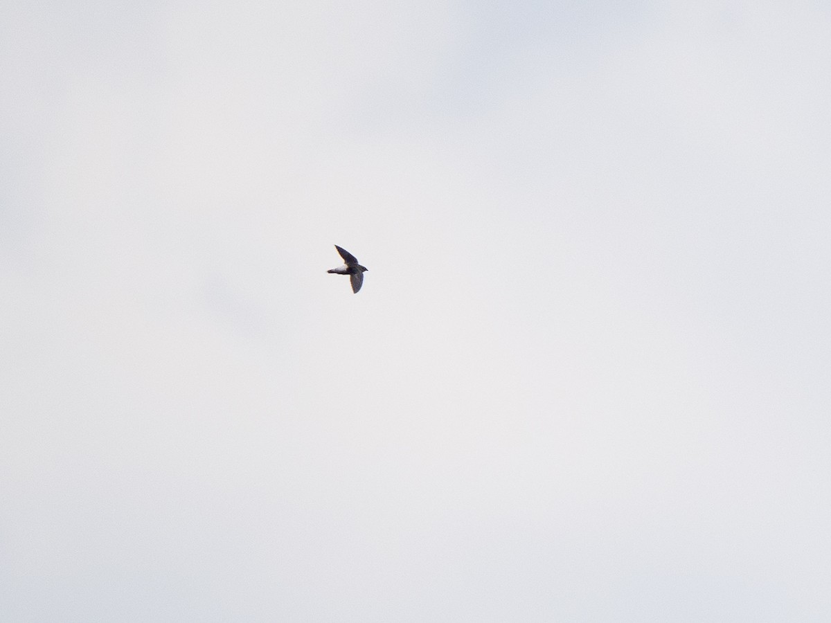 Pale-rumped Swift - ML632664499