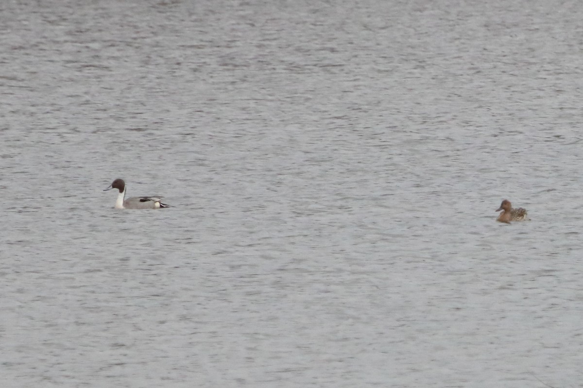 Northern Pintail - ML632664544