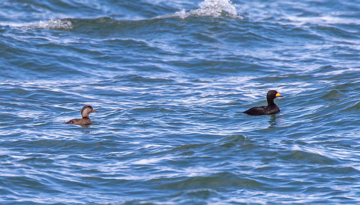 Black Scoter - ML632664614