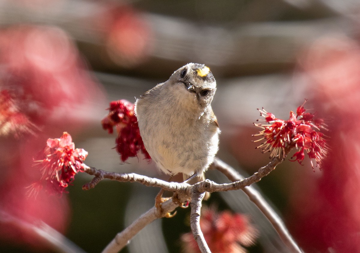 Golden-crowned Kinglet - ML632664664