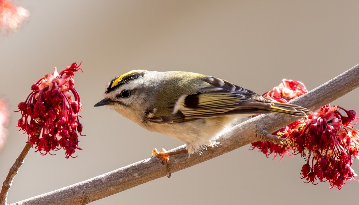 Golden-crowned Kinglet - ML632664693