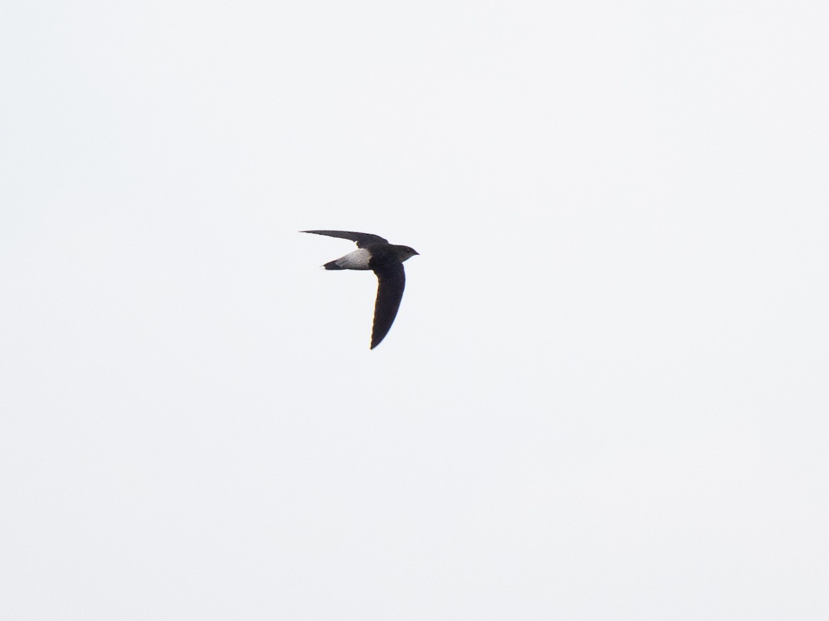 Pale-rumped Swift - ML632664728