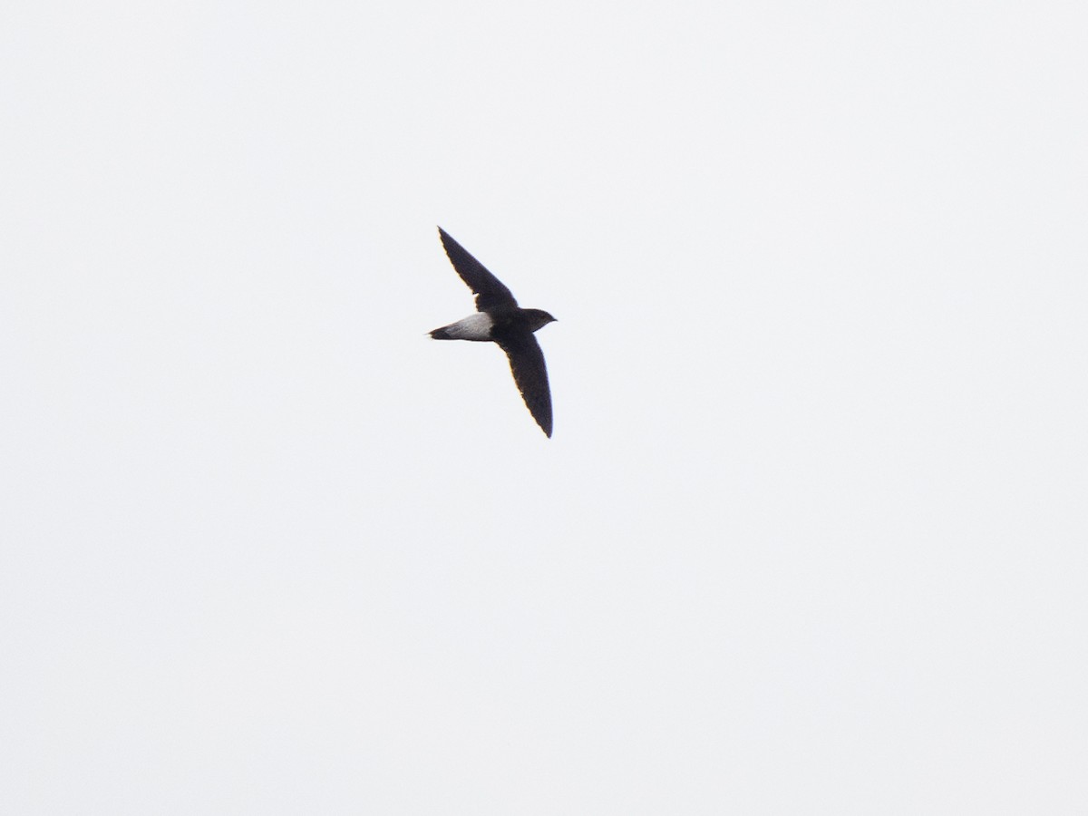 Pale-rumped Swift - ML632664732