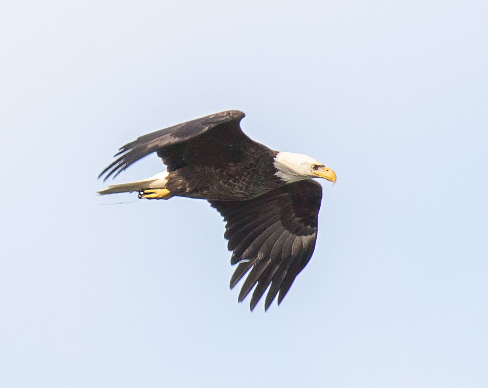 Bald Eagle - ML632664760