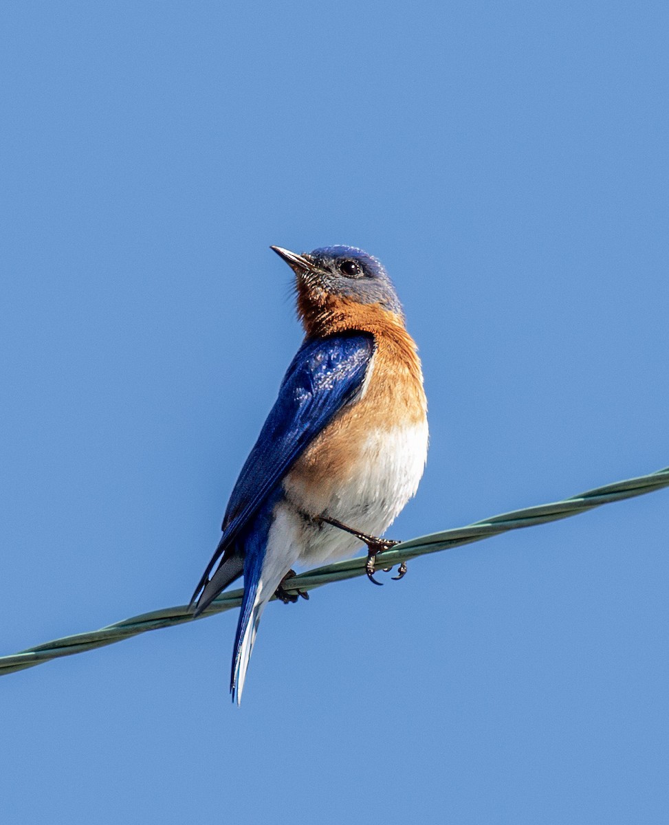 Eastern Bluebird - ML632664893
