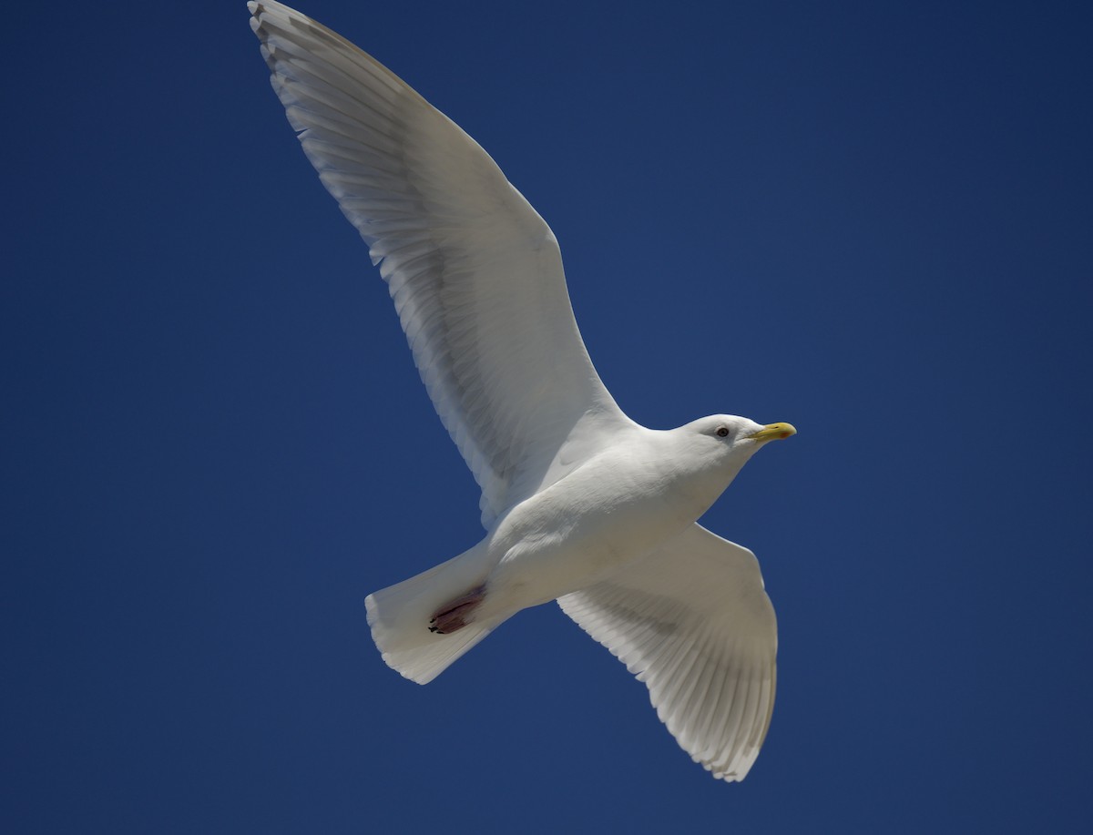 Iceland Gull - ML632664971