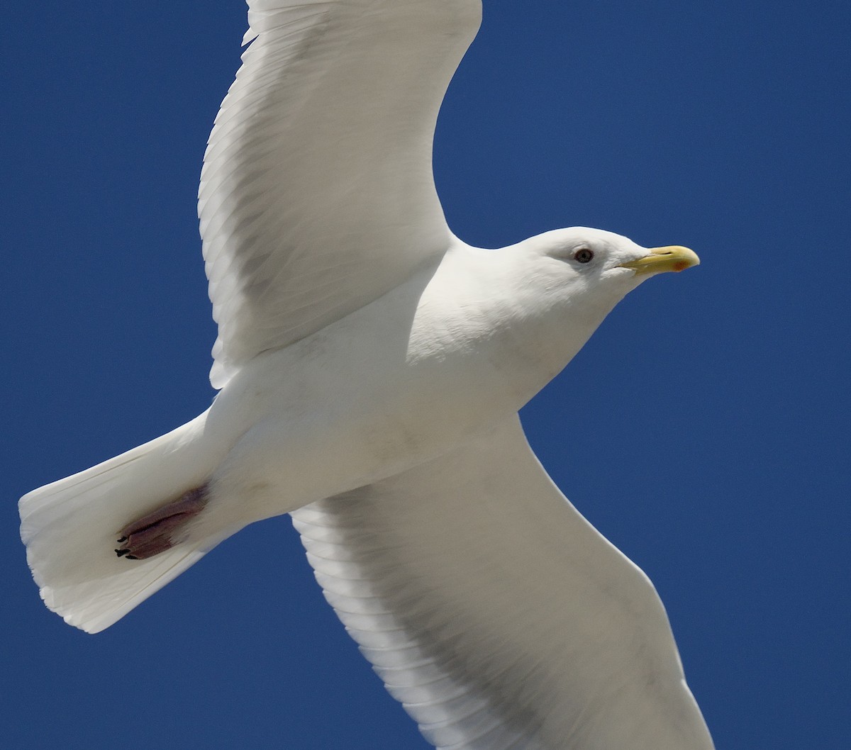 Iceland Gull - ML632664974