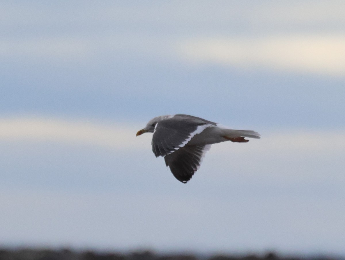 Lesser Black-backed Gull - ML632665017