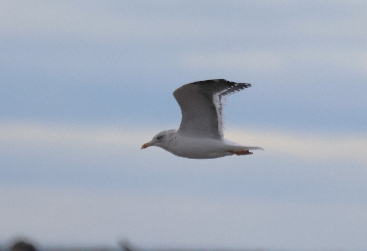 Lesser Black-backed Gull - ML632665018
