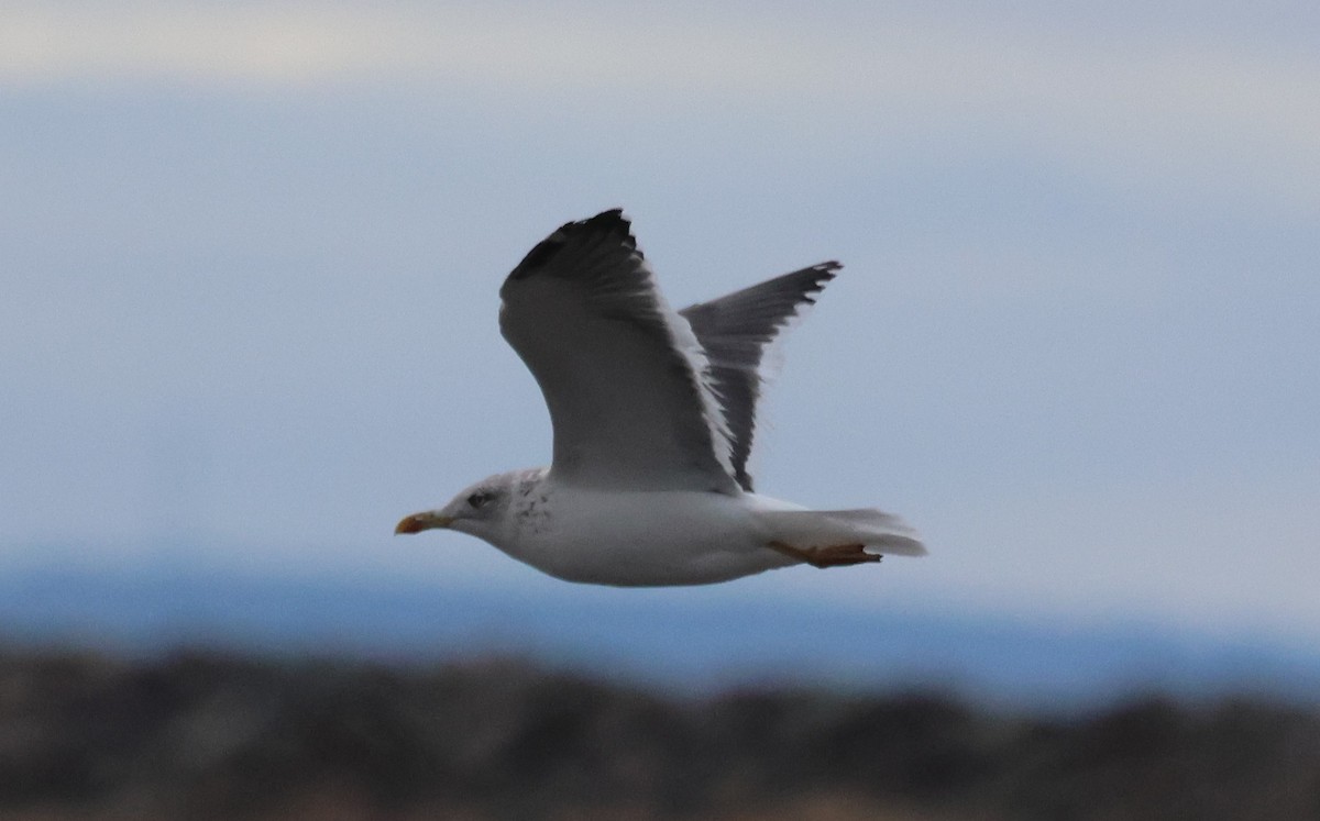 Lesser Black-backed Gull - ML632665019