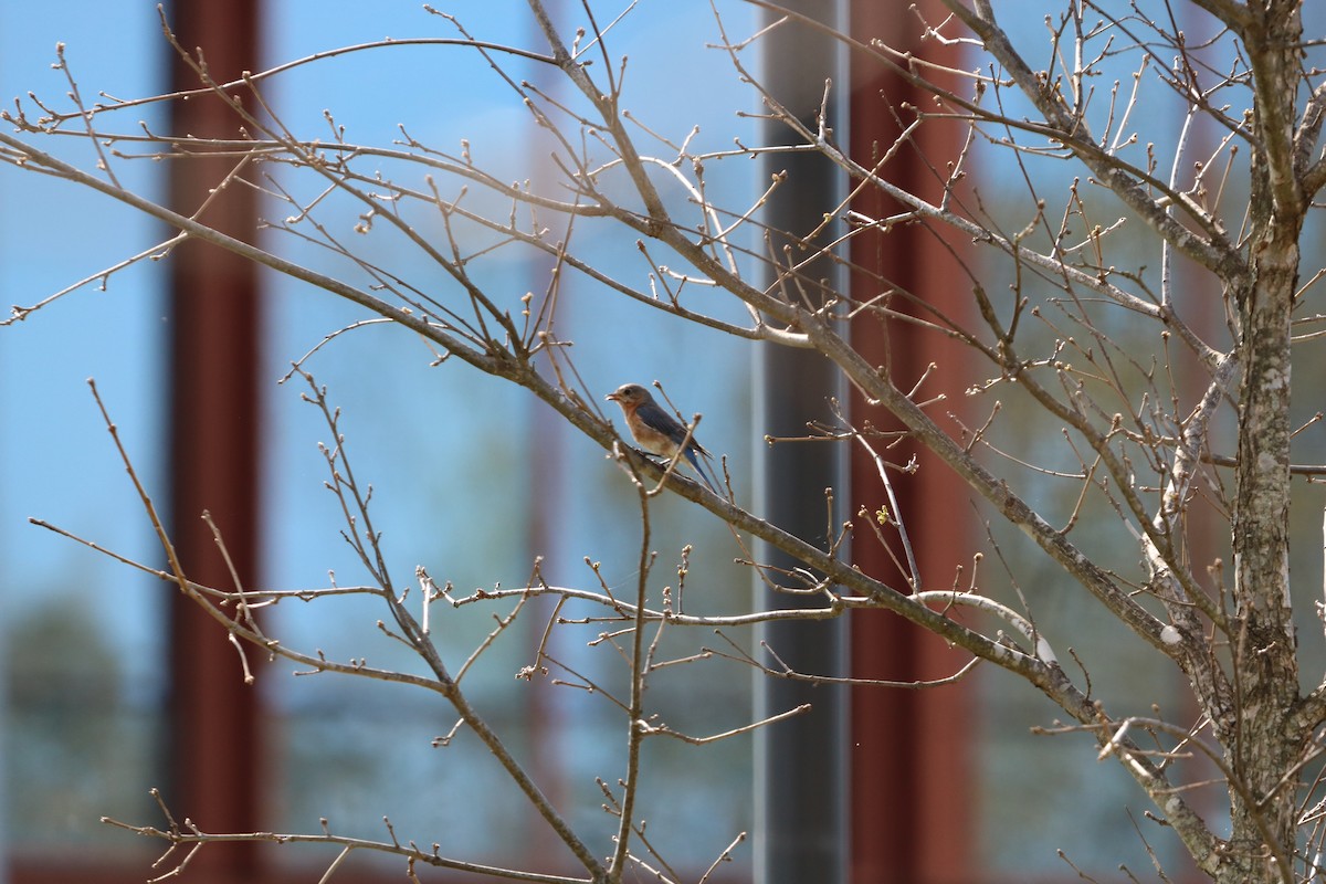Eastern Bluebird - ML632665180
