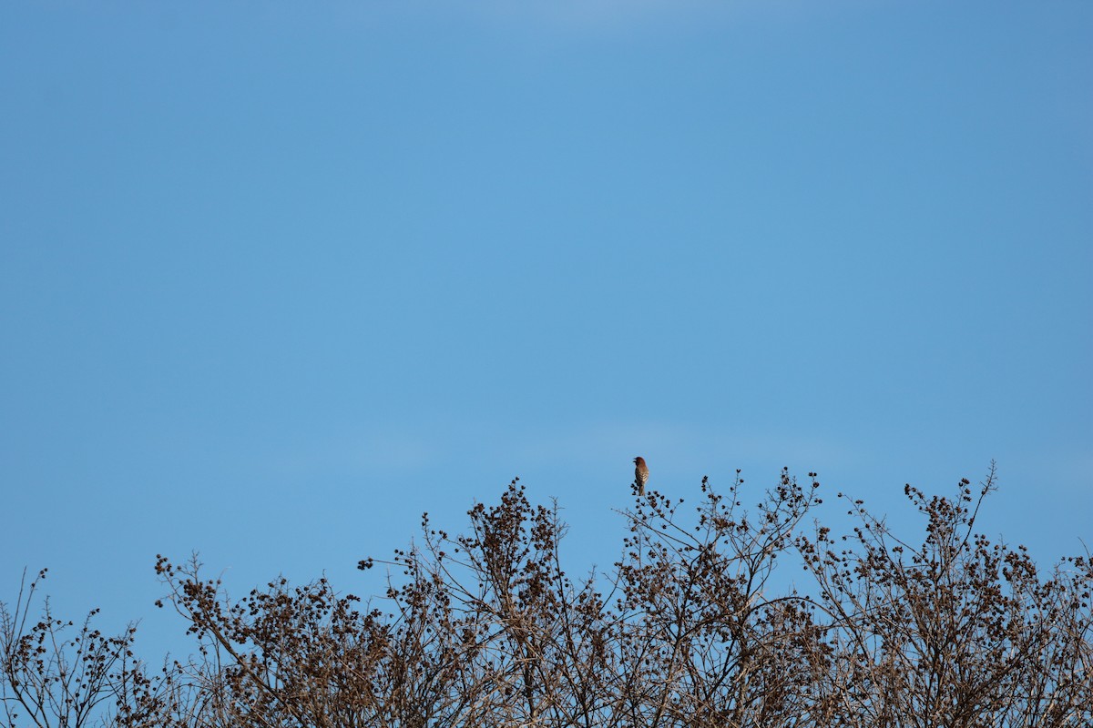 House Finch - ML632665187