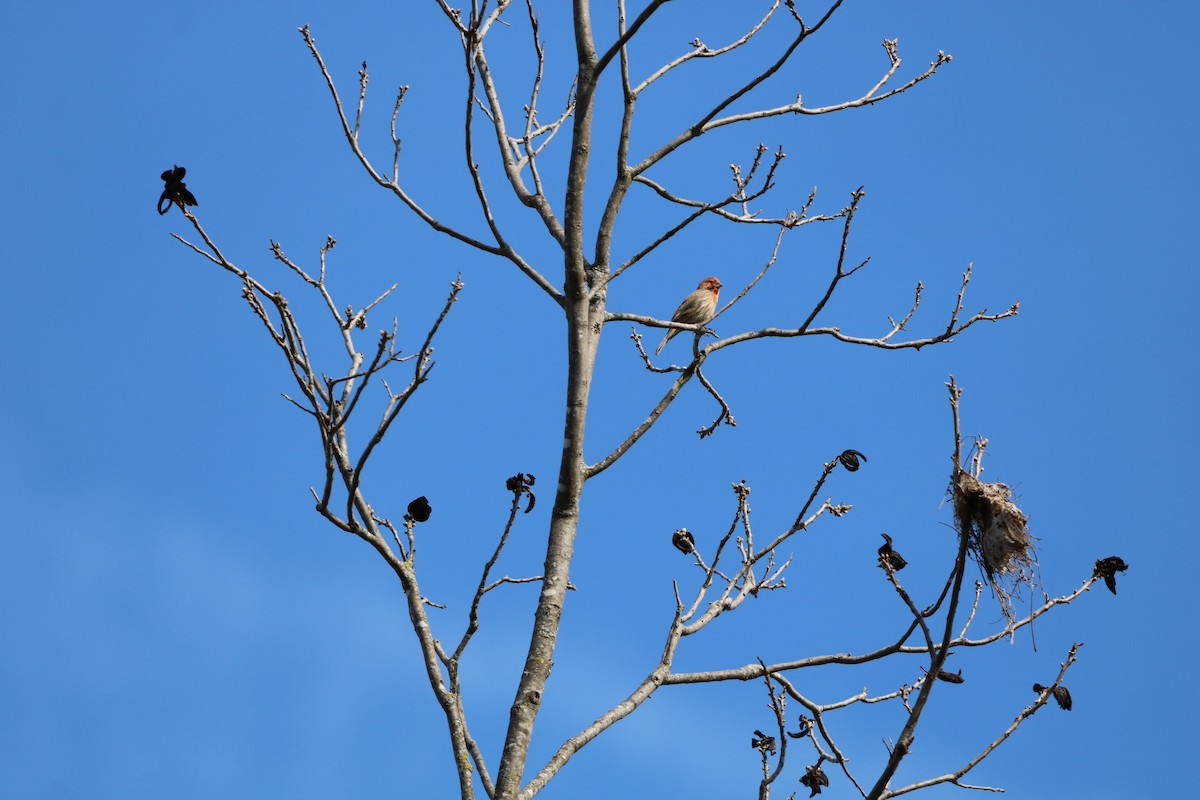House Finch - ML632665190