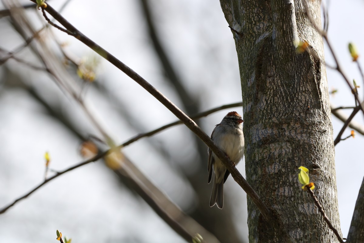 Chipping Sparrow - ML632665198