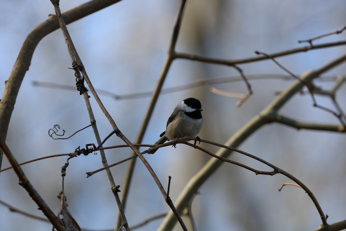Carolina Chickadee - ML632665204