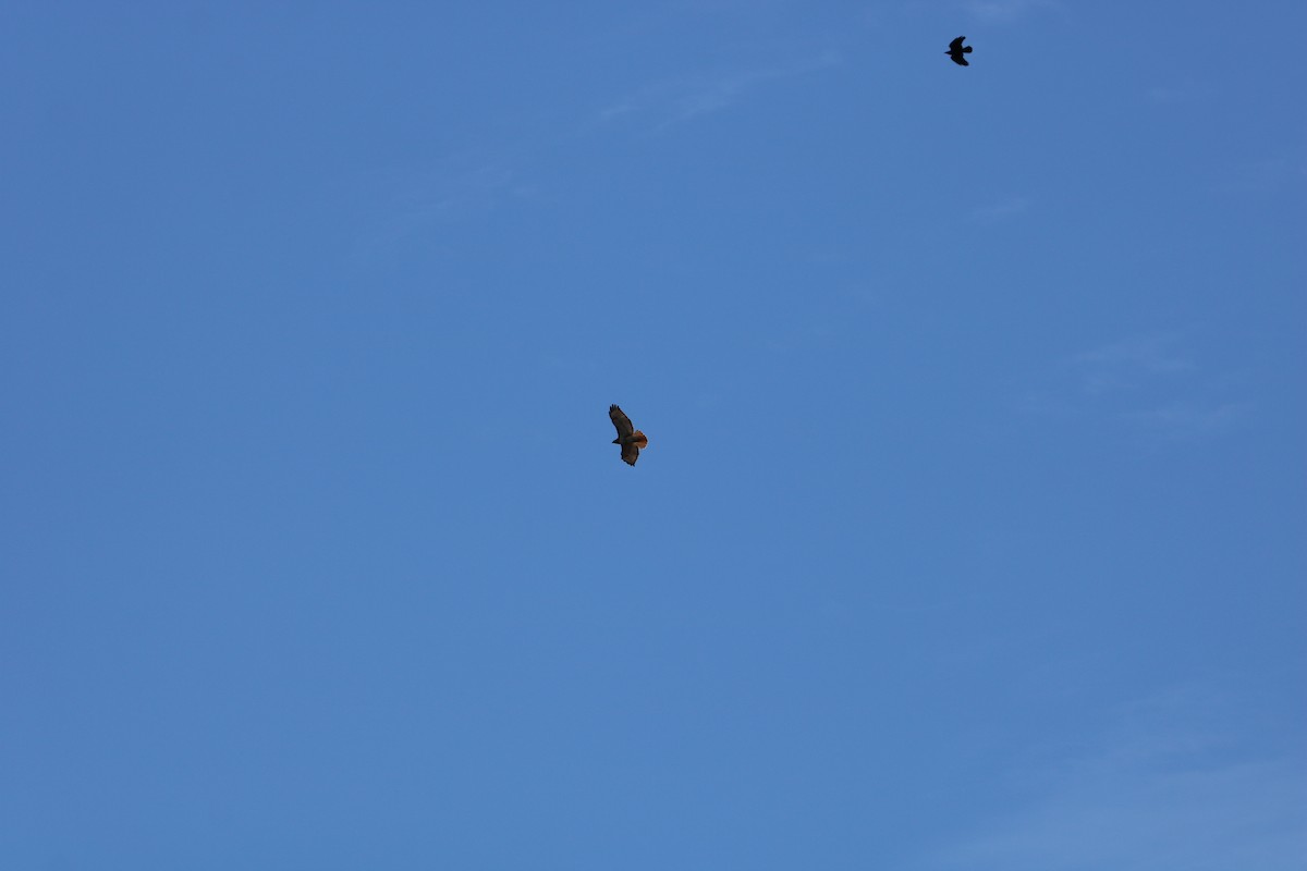 Red-tailed Hawk - ML632665226