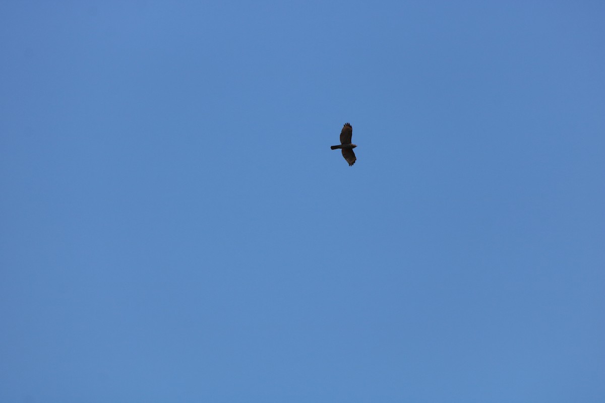 Red-shouldered Hawk - ML632665232
