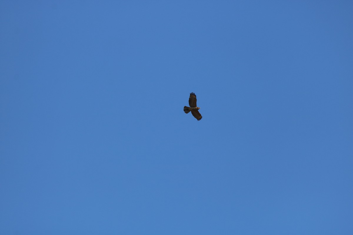 Red-shouldered Hawk - ML632665237