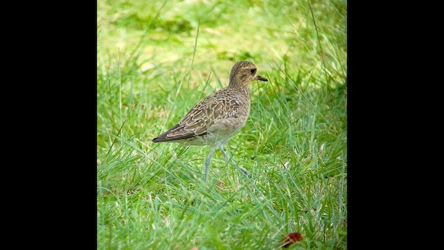 Pacific Golden-Plover - ML632665282