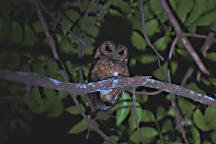 Collared Scops-Owl - ML632665285