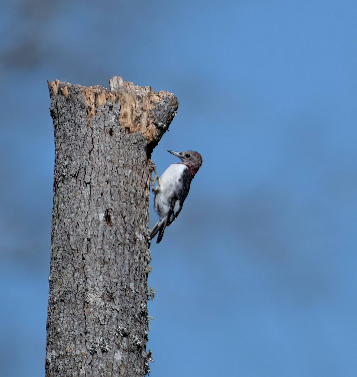 Red-headed Woodpecker - ML632665290