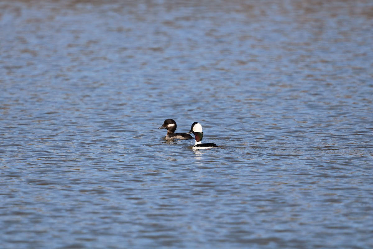 Bufflehead - ML632665294
