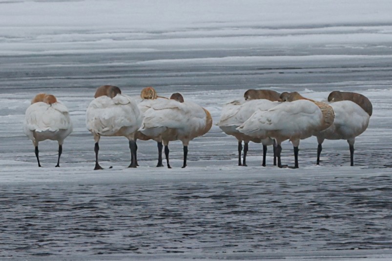 Cygne siffleur - ML632665295