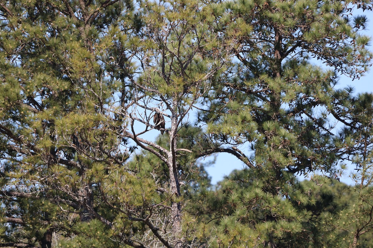 Bald Eagle - ML632665301