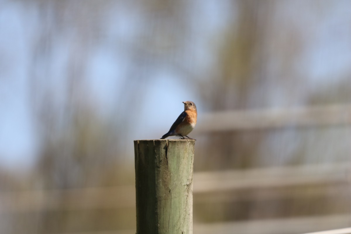 Eastern Bluebird - ML632665324