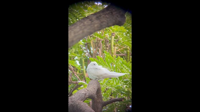 White Tern - ML632665337