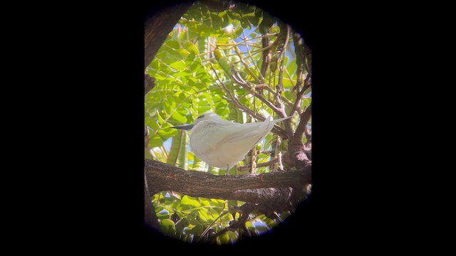 White Tern - ML632665338