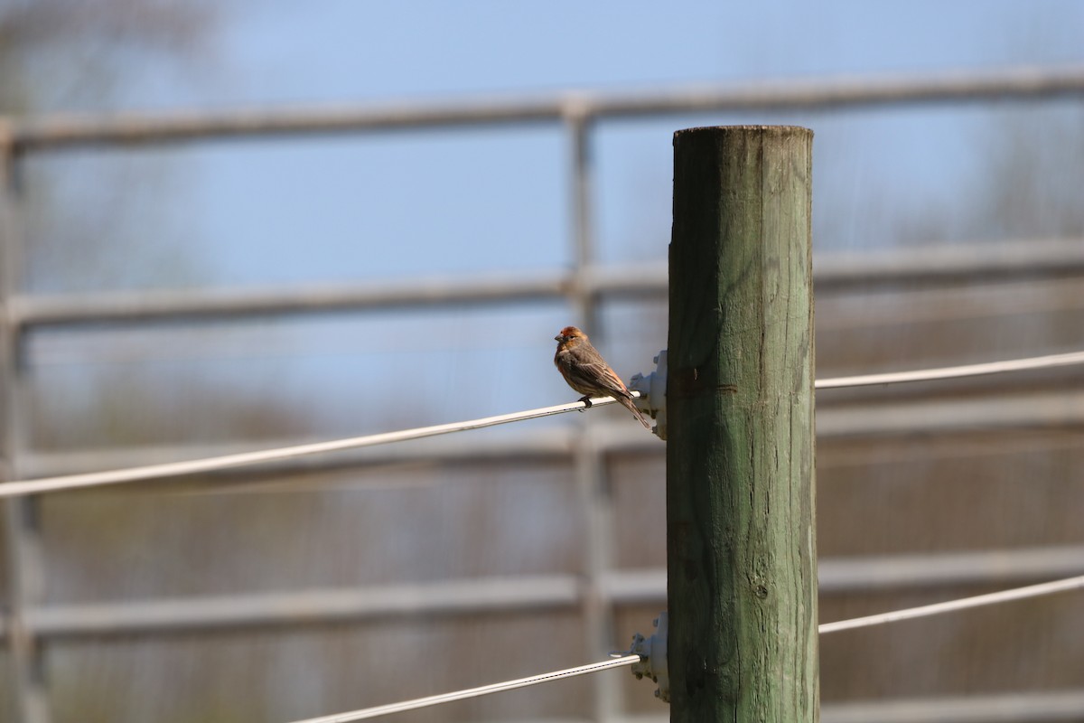 House Finch - ML632665342