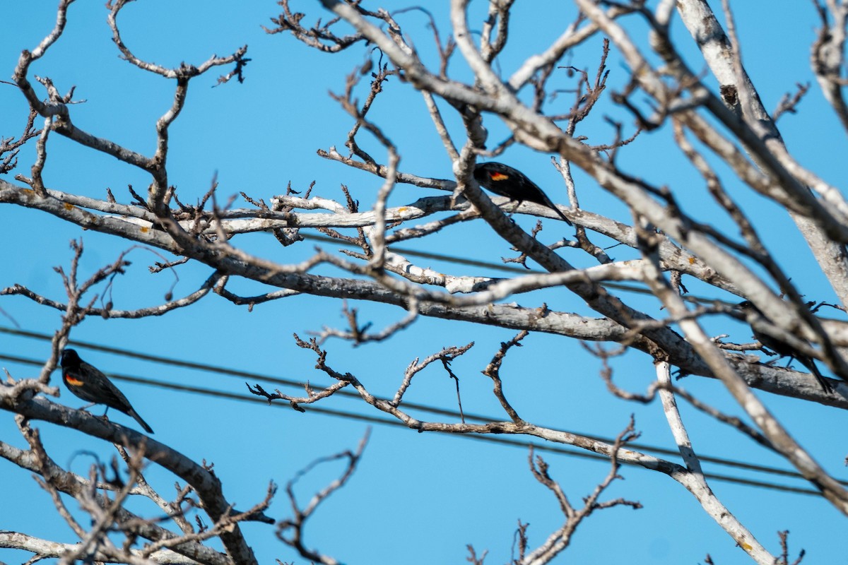 Red-winged Blackbird - ML632665345