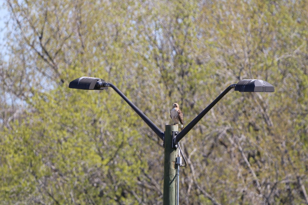 Red-tailed Hawk - ML632665358