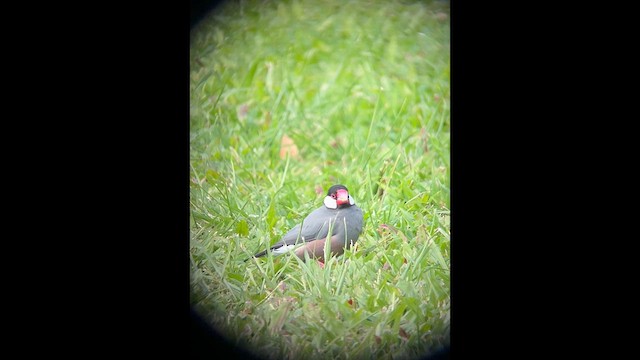 Java Sparrow - ML632665360
