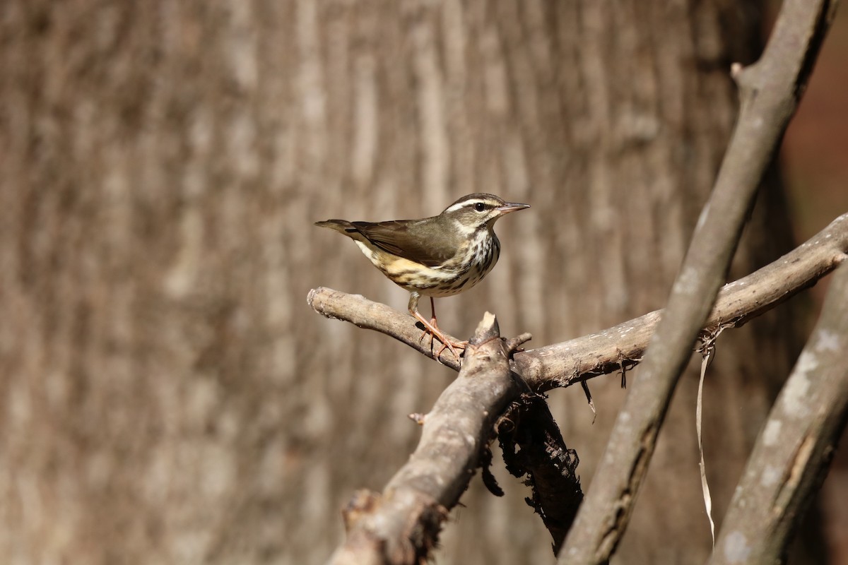 Louisiana Waterthrush - ML632665445