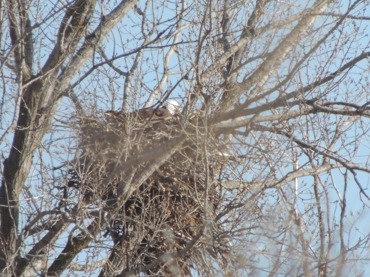 Bald Eagle - ML632665540