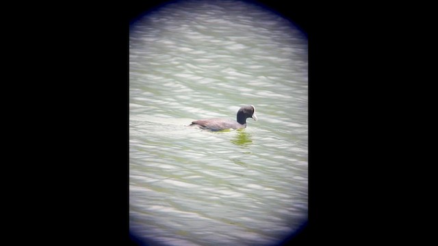 Hawaiian Coot - ML632665545
