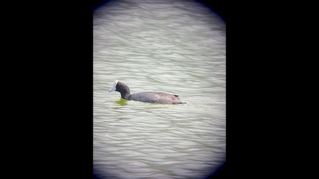 Hawaiian Coot - ML632665546