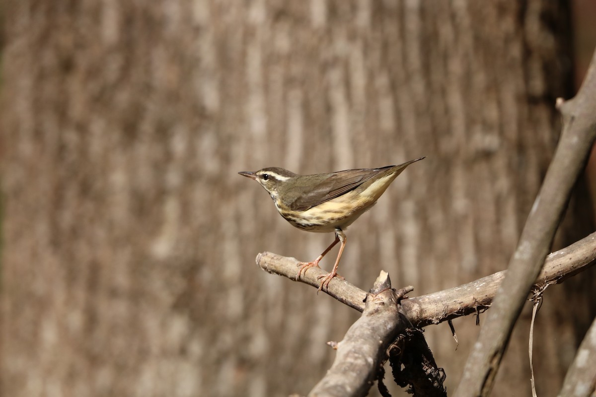 Louisiana Waterthrush - ML632665547