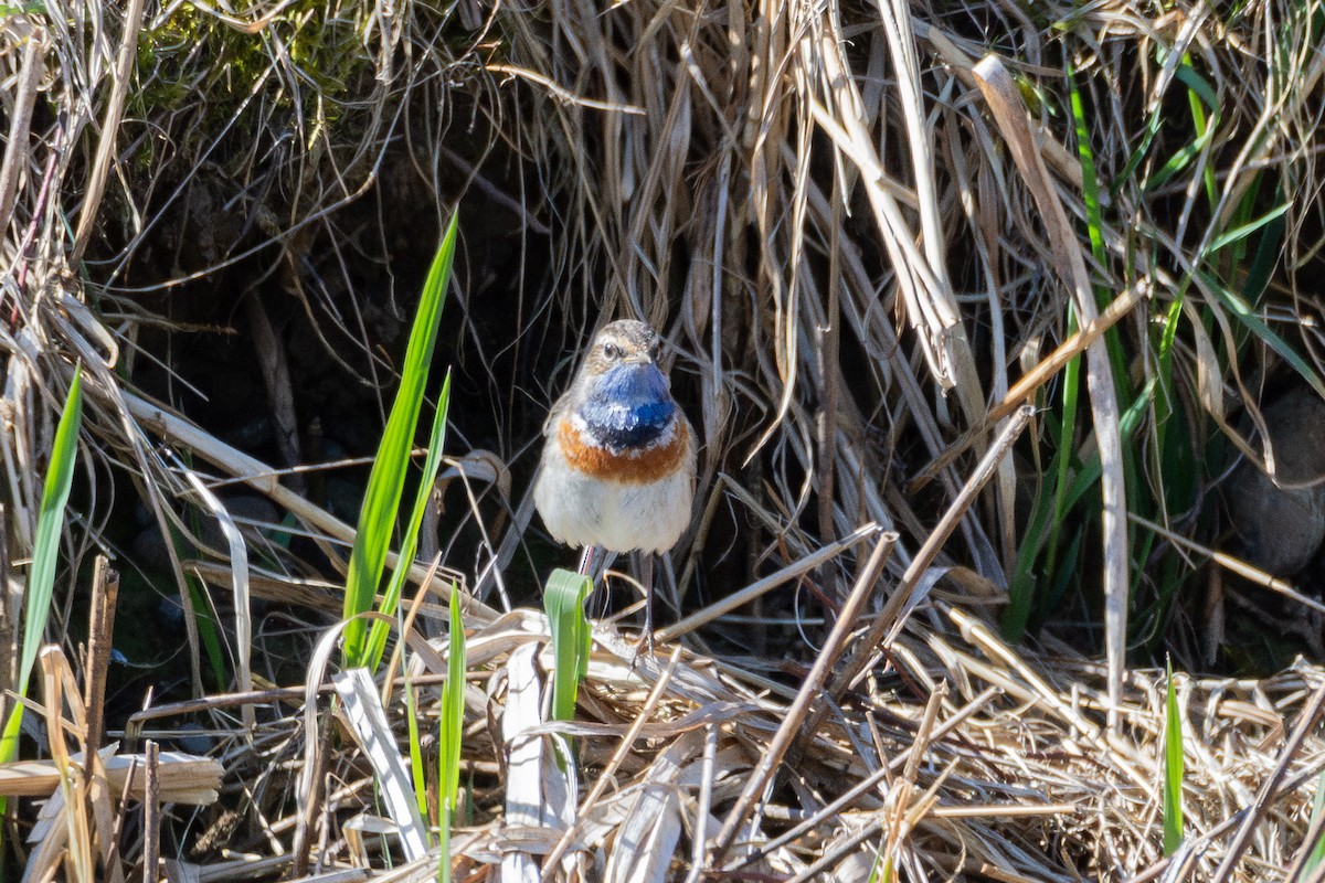 Bluethroat (White-spotted) - ML632665565