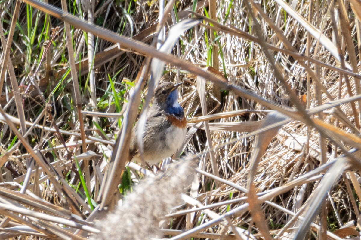Bluethroat (White-spotted) - ML632665566