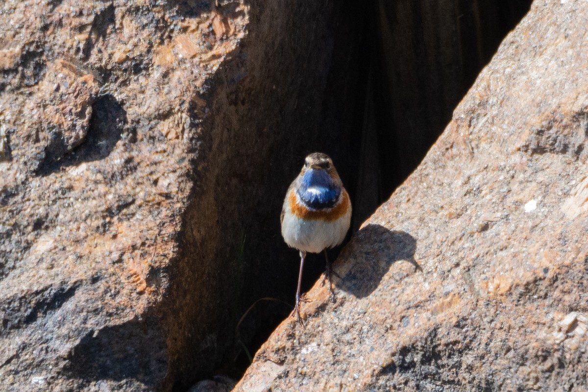 Bluethroat (White-spotted) - ML632665567