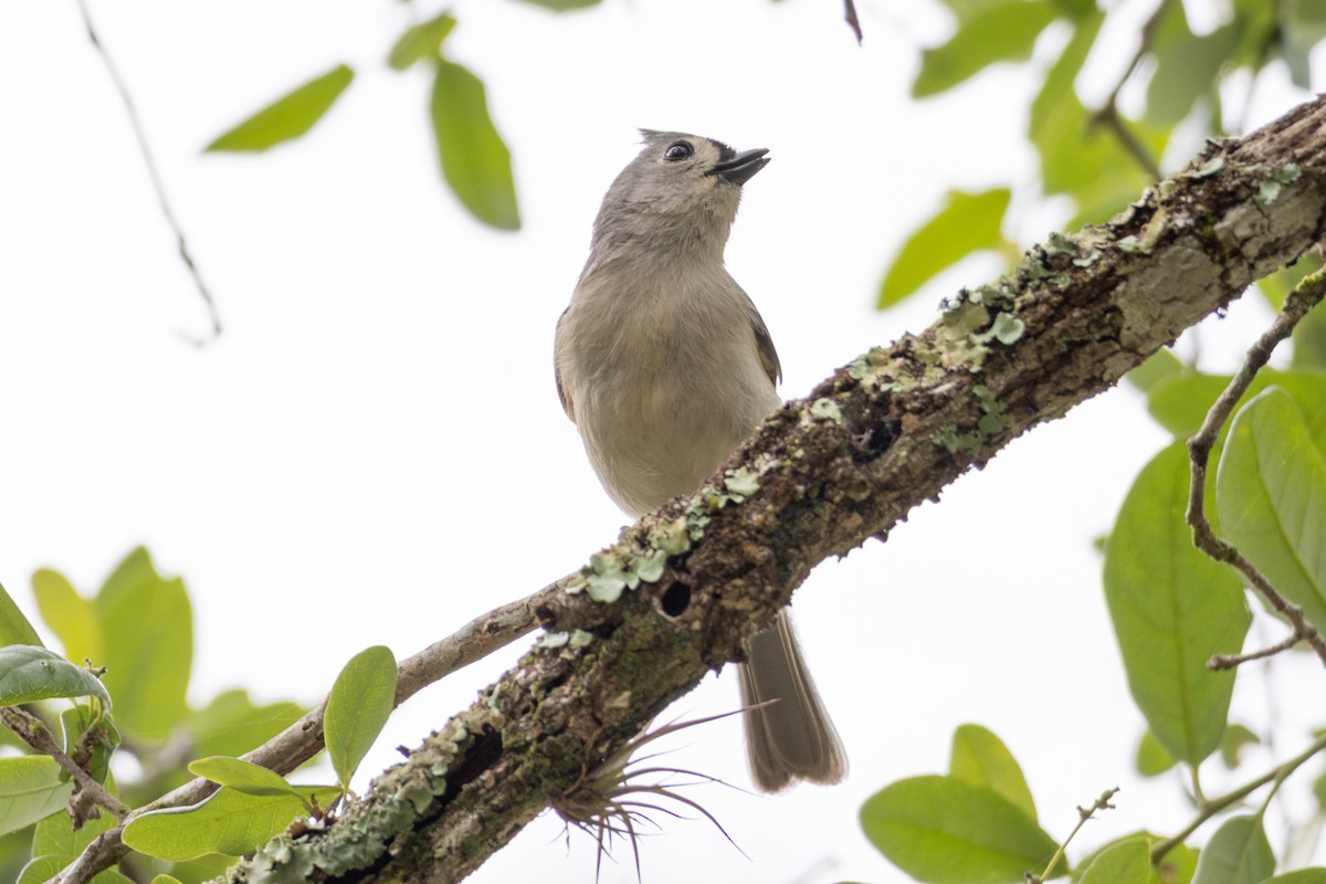 Tufted Titmouse - ML632665642