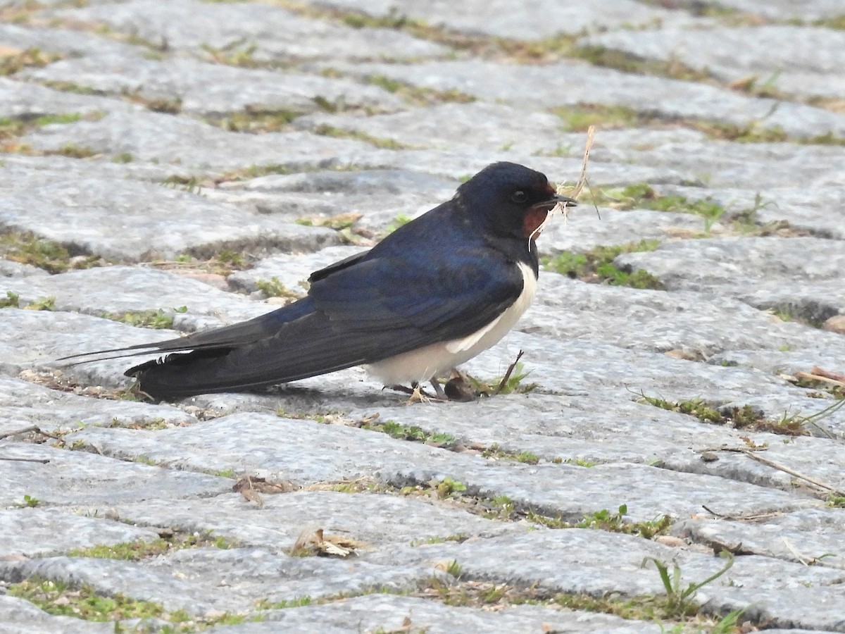 Golondrina Común - ML632665647
